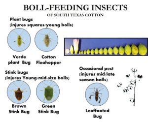 Boll-Feeding insects