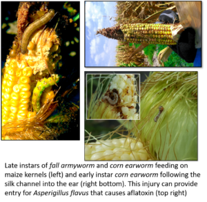 Corn ear worm feeding on maize kernels