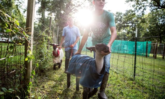 4-H'ers walking goats