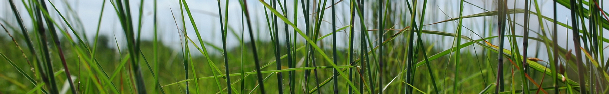 Grass blades in a field