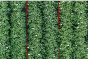 UAV photo of crops