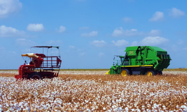 Cotton field being harvested