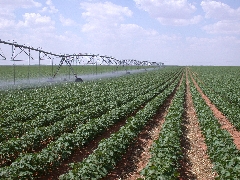 Crops being irrigated