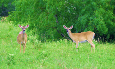 Two deer in pasture