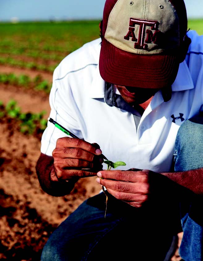 AgriLife staff sampling for thrips