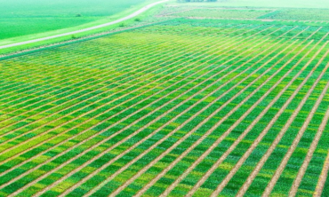 Aerial of crops