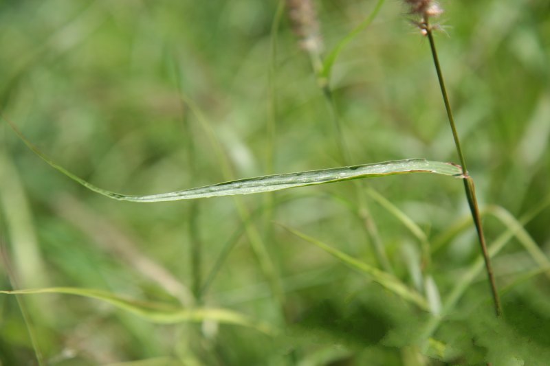Buffelgrass leave blade