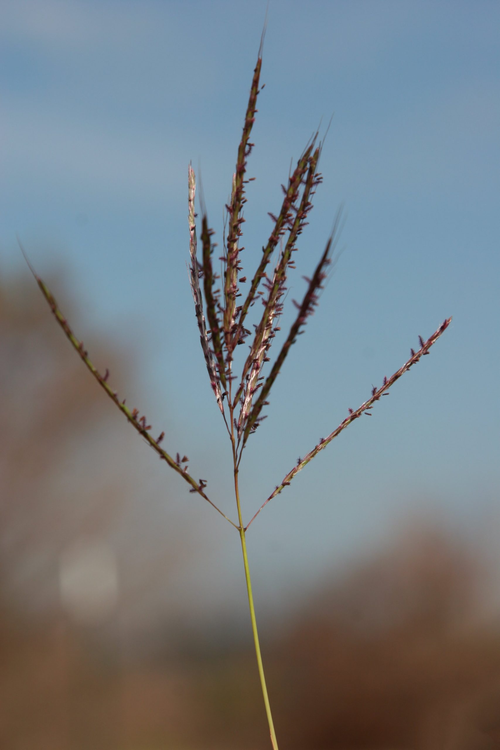 King Ranch And Kleberg Bluestems Texas Aandm Agrilife Center At Corpus