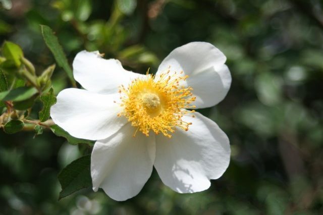 Macartney Rose