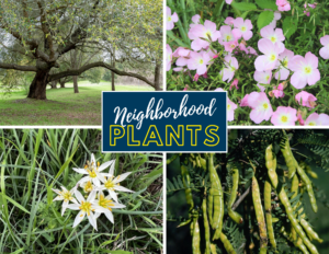 Neighborhood Plants Logo