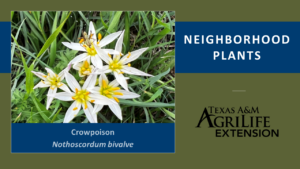 Crowpoison Neighborhood Plants Image