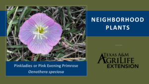 Pinkladies or Pink Evening Primrose Covershot