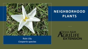 Rain Lily Cover Image