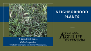 Windmill Grass cover image