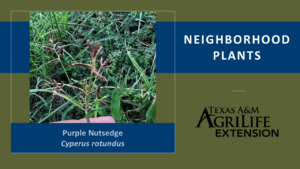 Purple Nutsedge cover image