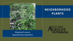 Shepherds Purse Neighborhood Plants Cover Image
