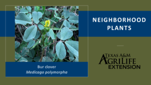 Bur clover Neighborhood Plants cover image