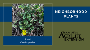 Sorrel Neighborhood Plants Cover image