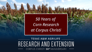 50 Years of Corn Research at Corpus Christi Cover Image