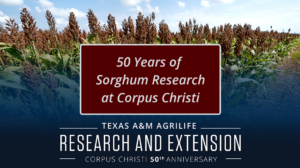 Sorghum Research Cover Image
