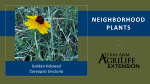 Golden Tickseed Neighborhood Plants Image