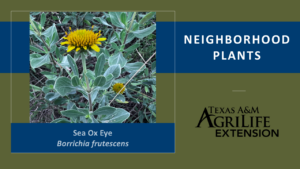 Sea Ox Eye Neighborhood Plants Image