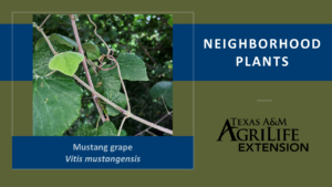 Mustang Grape Neighborhood Plants Image