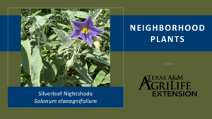 Silverleaf Nightshade Neighborhood Plants Image