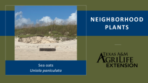 Sea Oats Neighborhood Plants Image