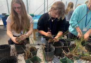 High school student propagating marsh and dune plants