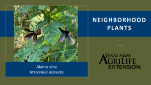 Neighborhood Plants Alamo Vine Cover Image