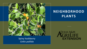 Neighborhood Plants Spiny Hackberry Cover Image