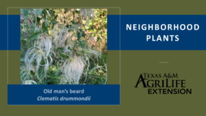 Neighborhood Plants Old Man's Beard Cover Image