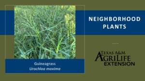 Neighborhood Plants Guineagrass Cover Image