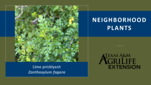 Lime Pricklyash Neighborhood Plants cover image