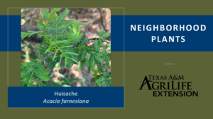 Neighborhood Plants Huisache Cover image