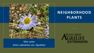 Slim Aster Neighborhood Plants Cover Image