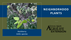 Neighborhood Plants Hackberry Cover Image