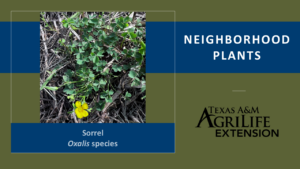 Neighborhood Plants Sorrel Cover Image