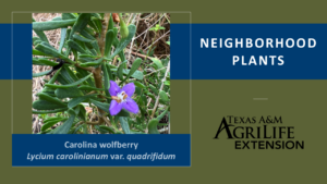 Caroline Wolfberry Neighborhood Plants Cover Image