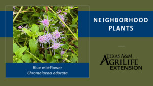 Neighborhood Plants Blue Mistflower Cover Image