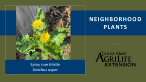 Neighborhood Plants Spiny Sow Thistle Cover Image