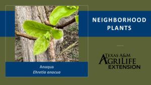 Anaqua Cover Image for Neighborhood Plants