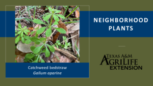 Catchweed Bedstraw Cover Image for Neighborhood Plants