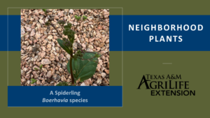 Spiderling species cover image for Neighborhood Plants