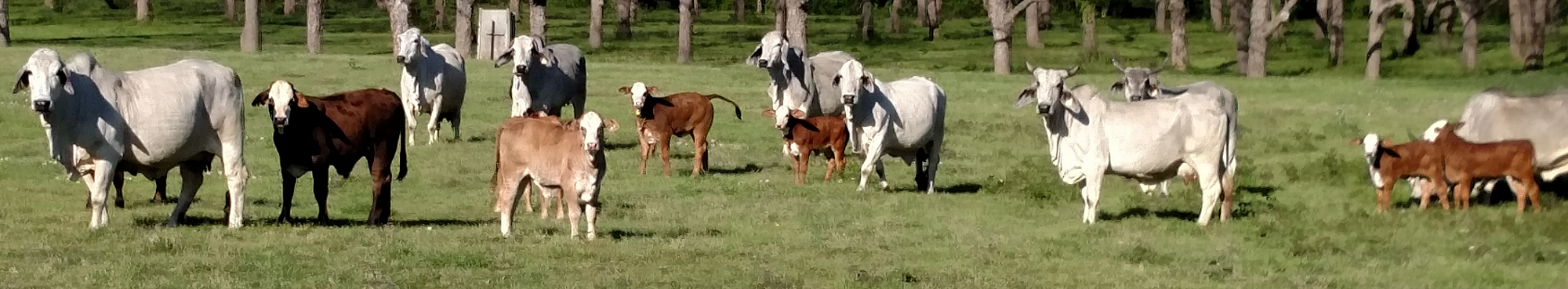 South Texas cows in a field