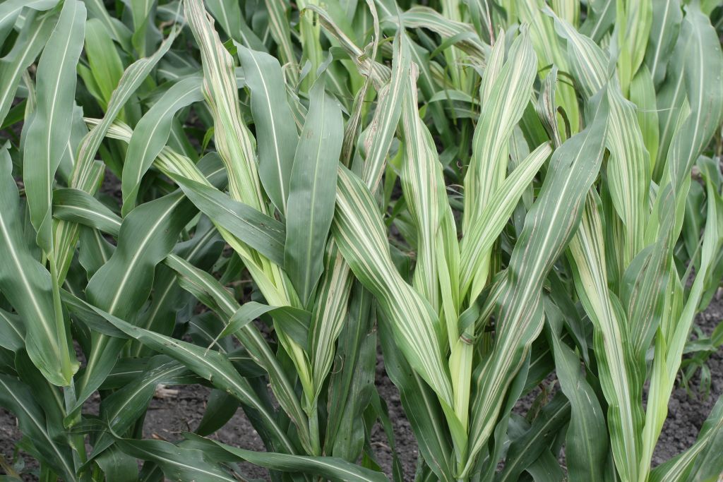 Sorghum Leaves